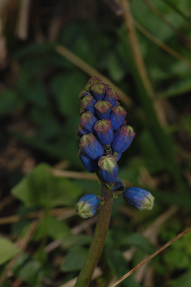 Bellevalia dubia